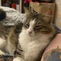 https://fr.holidog.com/ImagesPetSitters/92951332-863B-4B26-9E62-C865CB2E7F4B_square_120.jpg La-nounou-préférée-de-vos-chats-🐾-1114851-2