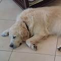 https://fr.holidog.com/ImagesPetSitters/92B89FDE-C19B-4B74-9BD2-EF419E49B39F_square_120.jpg Au-bonheur-des-toutous-1104813-1