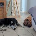 https://fr.holidog.com/ImagesPetSitters/92C10355-F863-4CDB-8096-047F129D4009_square_120.jpg Emilie--892709-1
