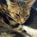 Promeneur-et-garde-d'animaux.-1180332-2