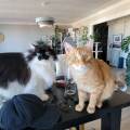 Amie-des-animaux-depuis-petite-🐾--1076548-2