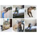 Kim-Cats-&-cie-petsitter-493114-1