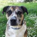 https://fr.holidog.com/ImagesPetSitters/93A472F7-62C4-42E2-BF67-61BC764E11DA_square_120.jpg 144530-0