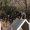 Au-service-de-vos-animaux-1157337-3