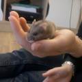 L'ami-des-animaux-!--1113964-1