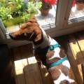 https://fr.holidog.com/ImagesPetSitters/94DD4794-BB1B-46DE-95C2-0A4F7F64104D_square_120.jpg Petsitter---Chiens-et-Chats-!--422182-2