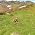 Pet-sitter-tarascon-sur-Ariège--1158984-1