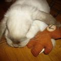 https://fr.holidog.com/ImagesPetSitters/954200CE-207E-4570-B477-4F25CC11E798_square_120.jpg Petsitter-ostéo-animalier--128861-2