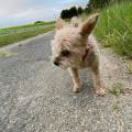 https://fr.holidog.com/ImagesPetSitters/955F9A20-2E3F-428E-A07C-DB2226DD2AE3_square_120.jpg Amoureuse-des-chiens-1092597-2