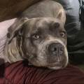 https://fr.holidog.com/ImagesPetSitters/95D3F27E-754E-4284-9AD6-A5A69EDAF592_square_120.jpg L'amie-des-animaux-450858-1