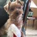https://fr.holidog.com/ImagesPetSitters/95F7F17F-A363-4DBF-86E7-2DDE9867655D_square_120.jpg DOG'S-HOLIDAY-296152-1
