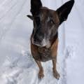 https://fr.holidog.com/ImagesPetSitters/9625E4D2-C5E1-41DE-848A-C736D65C0474_square_120.jpg 1180183-0