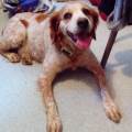 https://fr.holidog.com/ImagesPetSitters/966C4F47-AC60-40FC-A813-8E143B759931_square_120.jpg The-Dog-Lover-351238-0