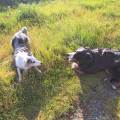 Petsitter-à-l'écoute-1153268-1