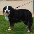 https://fr.holidog.com/ImagesPetSitters/972687D3-44FC-44F4-8E34-ABAC863EC2AB_square_120.jpg Au-bonheur-des-toutous-1104813-1