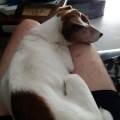 Etoiles-canines-1112295-2