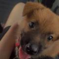 https://fr.holidog.com/ImagesPetSitters/979750F5-D975-4795-88DE-E2DD6CEE7F93_square_120.jpg 1001892-0