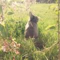 https://fr.holidog.com/ImagesPetSitters/97DAA697-81F4-4B0B-A1E4-FFDA54FDAE0F_square_120.jpg Promenade/garde-tout-type-d'animaux-146400-0