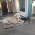 petsitter stranger