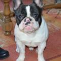 https://fr.holidog.com/ImagesPetSitters/985F452C-AB70-4651-87FF-4949CC9AD102_square_120.jpg gardes-et-compagnie-57262-2