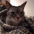 https://fr.holidog.com/ImagesPetSitters/9869E485-A487-431D-95A3-34A0C5CC1ACE_square_120.jpg Miss-Animals🐱🐶-450939-1