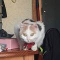 https://fr.holidog.com/ImagesPetSitters/987956AA-3FFD-4CE6-936E-0D9317B4C656_square_120.jpg Un-petit-cocon-pour-votre-animal--338442-1