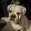 https://fr.holidog.com/ImagesPetSitters/989B2683-04FA-414E-9123-75B124ED36F5_square_120.jpg Row-&-Cha-Pets-1161809-2