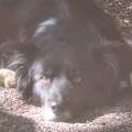https://fr.holidog.com/ImagesPetSitters/98A904EA-DA33-4CC3-8B2A-E45ADE5BBE49_square_120.jpg La-joyeuse-garderie-1117780-1