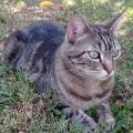 GARDE-CHIENS,-CHATS-ET-NAC---37-1158562-2