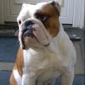 https://fr.holidog.com/ImagesPetSitters/992A4F37-5918-4082-964C-6875C022C88F_square_120.jpg 155944-0