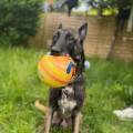 https://fr.holidog.com/ImagesPetSitters/9A0D415E-27A5-48EB-96B6-492669946A1F_square_120.jpg L’amoureuse-des-Animaux--1078454-2