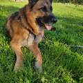 https://fr.holidog.com/ImagesPetSitters/9A9304A8-A6F0-4CB9-B692-9F99C4B75050_square_120.jpg Chez-les-mille-pates-1053900-0