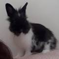 Garde-d'animaux-469724-1