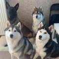 https://fr.holidog.com/ImagesPetSitters/9AC7C17A-5491-4482-9FEA-21B3CA12A055_square_120.jpg Le-paradis-des-chiens--1109264-3