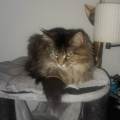 Petsitters-à-domicile-1158282-2
