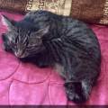 Amoureuse-des-animaux-🐶🐱🐦🐰-1113142-3