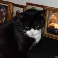 https://fr.holidog.com/ImagesPetSitters/9BFC85CB-4E6E-4F35-B4FC-CBC5E8C1CDE1_square_120.jpg L'amour-des-animaux-1076469-1