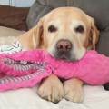 https://fr.holidog.com/ImagesPetSitters/9C210E86-61DF-4776-BDB1-C0C5FFF7B900_square_120.jpg 468095-3