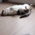 https://fr.holidog.com/ImagesPetSitters/9CC99414-FBB8-43FF-B75E-18D662BCAC5B_square_120.jpg friendly-pet-460463-1