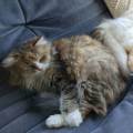 Une-petsitter-d'enfer-1078274-3