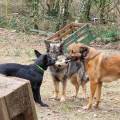 https://fr.holidog.com/ImagesPetSitters/9DBEF4CF-F0CF-4089-9B4A-FF97CF3A2F74_square_120.jpg Au-paradis-des-chiens-1062464-1