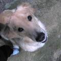 https://fr.holidog.com/ImagesPetSitters/9DCEA120-0DF7-404B-97C6-A446E687340E_square_120.jpg Ton-animal-est-comme-le-mien-1157493-3