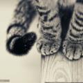 https://fr.holidog.com/ImagesPetSitters/9E30A362-42FA-46C9-B7BC-92044306DD78_square_120.jpg Un-appartement-pour-les-chats-238778-1