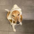 Chez-Mae,-l’amie-des-chiens-683116-1