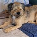https://fr.holidog.com/ImagesPetSitters/9E6D52D5-FD11-48BD-9267-53BB57046858_square_120.jpg Vacances-pour-animaux--1176280-1