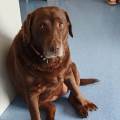 https://fr.holidog.com/ImagesPetSitters/9E95D00A-B0CE-4554-9145-EFF29A439CF2_square_120.jpg Câlins-et-soins-pour-vos-animaux-1109044-3