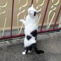 La-compagnie-des-animaux-356653-3