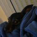 https://fr.holidog.com/ImagesPetSitters/9EB03903-6914-48F0-BC51-E1D6D750E8FF_square_120.jpg 1188600-2