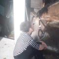 Petsitter-au-top-156838-2