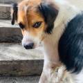 https://fr.holidog.com/ImagesPetSitters/9F7A7D66-06EE-4489-802E-01A5A9352213_square_120.jpg Animal-lover--1066175-1
